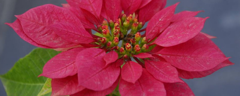 一品红冬天落叶吗（一品红冬天会死吗?）