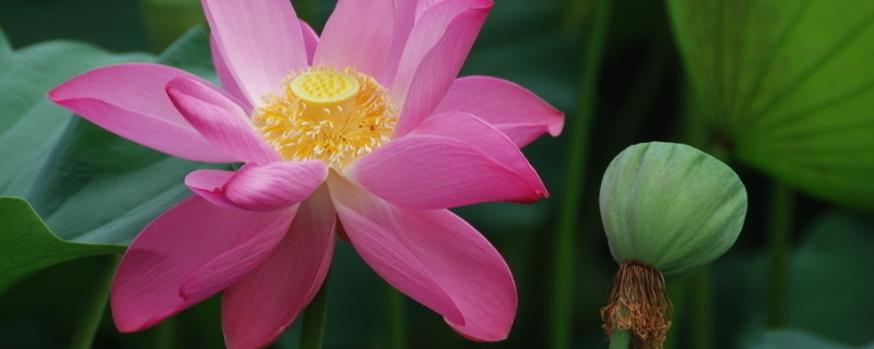 荷花几月开花(令箭荷花几月开花)