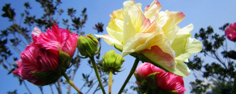 芙蓉花冬天怎么浇水 芙蓉花冬季几天浇一次水