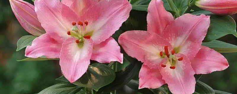 百合花有几种颜色（动森百合花有几种颜色）