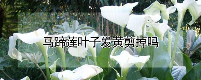 马蹄莲叶子发黄剪掉吗（马蹄莲黄叶要剪掉吗）