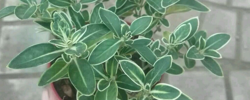 六月雪长势不好怎么办（六月雪生长慢是什么原因?）