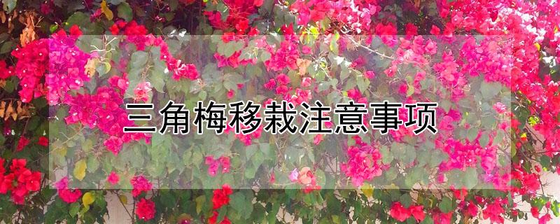 三角梅移栽注意事项(裸根三角梅移栽注意事项)