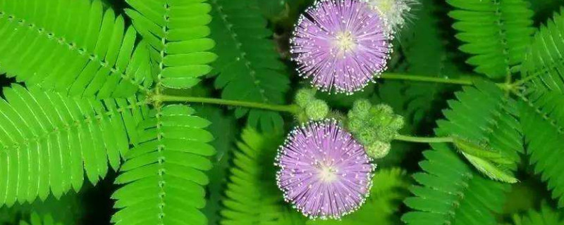含羞草能晒太阳吗 含羞草能在太阳底下晒吗