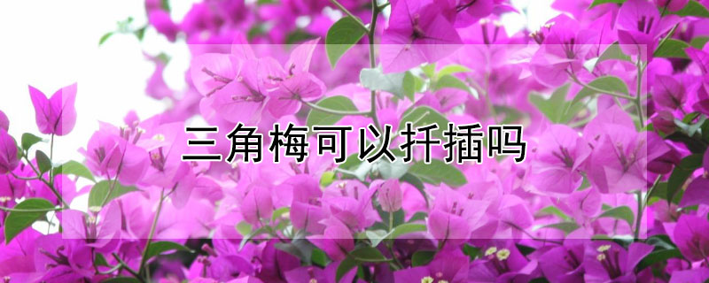 三角梅可以扦插吗 三角梅可以扦插吗怎么扦插