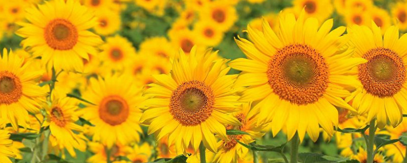 向日葵长蚜虫了怎么办(向日葵叶子虫害)