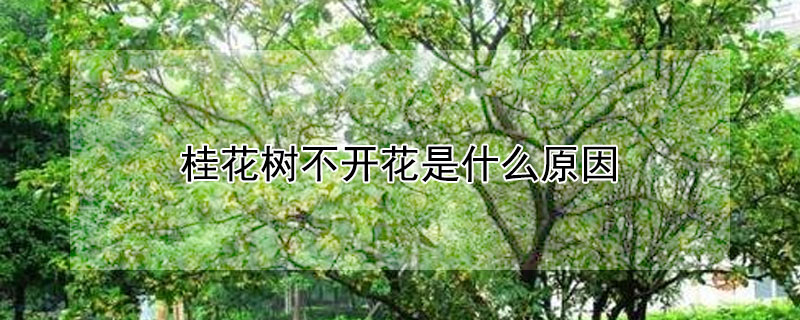 桂花树不开花是什么原因（桂花树不开花是什么原因视频）