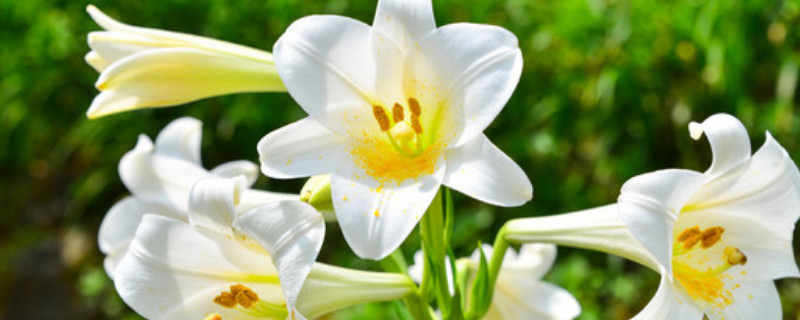 百合枝干太细怎么办（百合花茎太细怎么办）