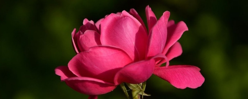 蔷薇什么品种好 蔷薇什么品种最好