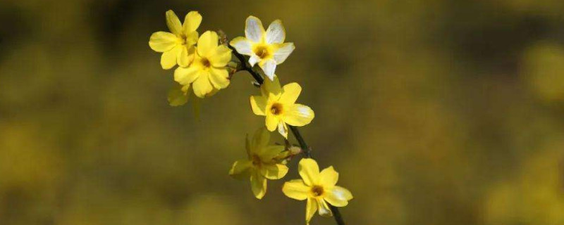 迎春花有几个花瓣 迎春花有几个花瓣儿?