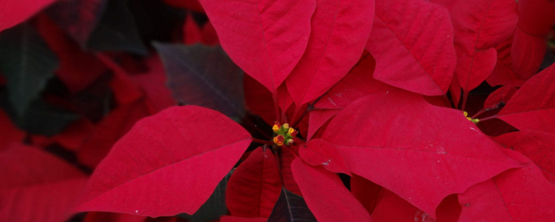 一品红盆栽怎么养 一品红花卉怎么养