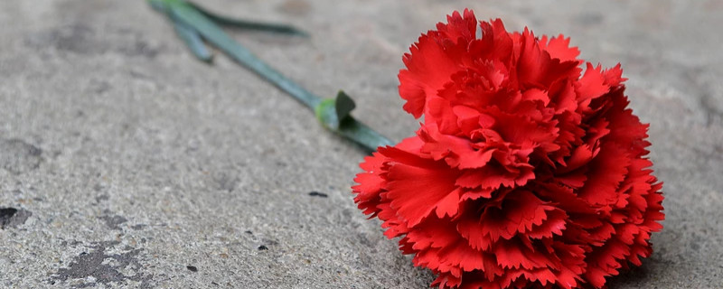 康乃馨拿回来先要怎么办（康乃馨拿回家怎么养）