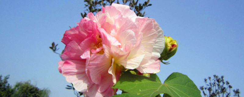 芙蓉花小苗不长怎么回事 芙蓉花小苗不长怎么办