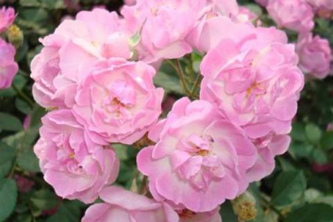 新买的蔷薇花苗怎么种