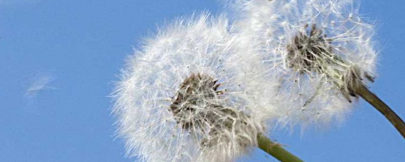 蒲公英根和叶的区别（蒲公英的根和蒲公英的叶有什么区别）