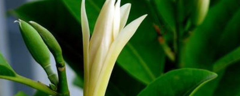 黄果兰几月开花 黄果兰花什么时候开花