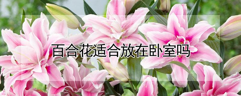 百合花适合放在卧室吗(百合花适合放在卧室吗百合花适合放在哪里)