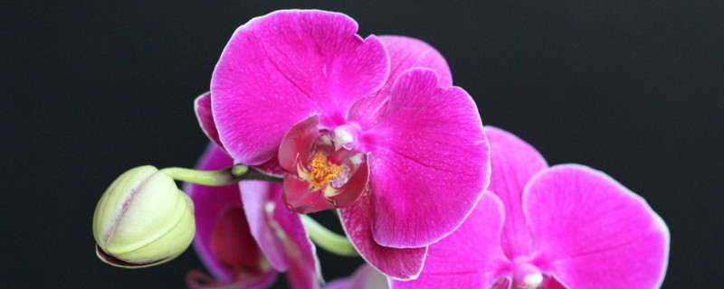 蝴蝶兰在哪个季节开放 蝴蝶兰是几月份开放的