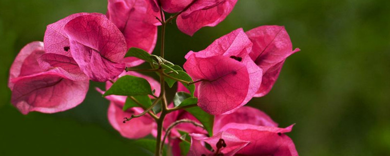 三角梅泡水几天就生根（三角梅泡水几天就生根图）