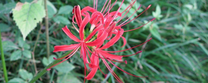 彼岸花叶子能剪吗 彼岸花叶子长了可以剪掉吗