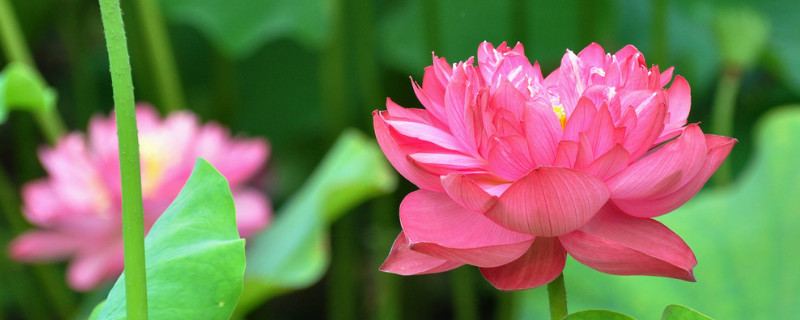 荷花光照不够怎么办（荷花光照不足怎么办）