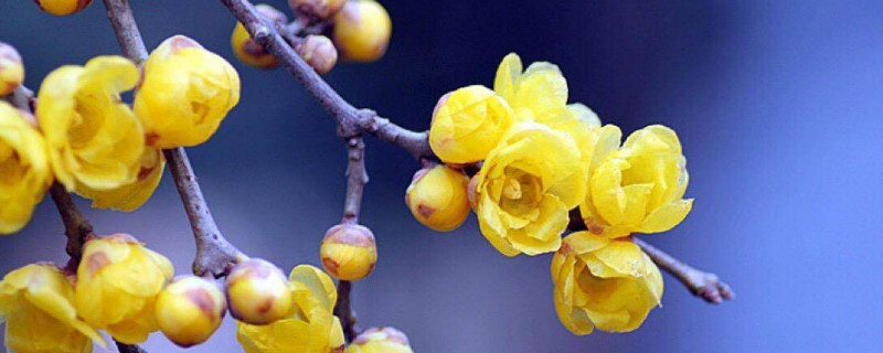 盆栽腊梅养殖方法（盆栽腊梅养殖方法和修剪）