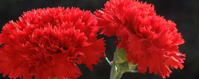 盆栽康乃馨能用光照代替阳光吗（盆栽康乃馨喜欢阳光吗）