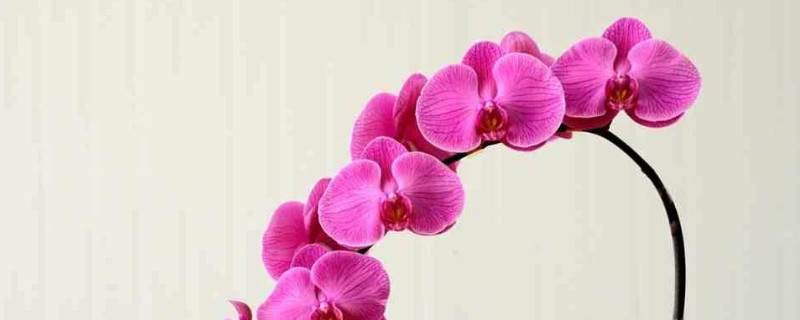 蝴蝶兰叶子发黄是什么原因 蝴蝶兰叶子发黄怎么回事?