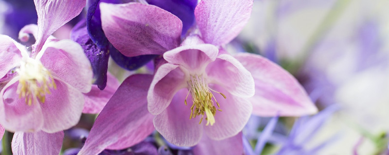 紫罗兰徒长怎么办（紫罗兰长长了咋办）