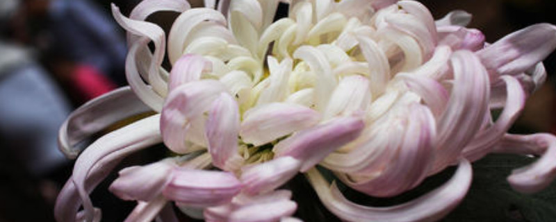 菊花夏天长什么样 菊花是夏天的吗?