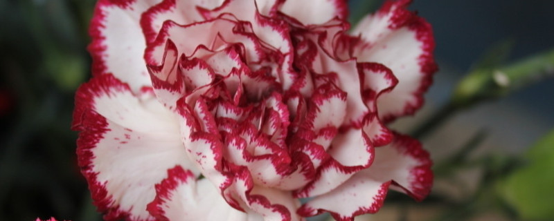 康乃馨花期可以晒太阳吗(康乃馨花能不能晒太阳)