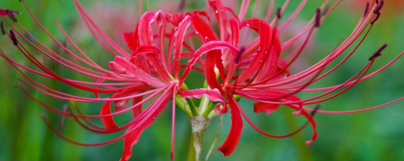 彼岸花能在楼顶养吗 彼岸花可以种在房间里吗