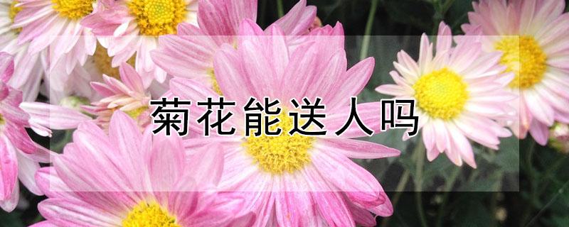 菊花能送人吗（红色菊花能送人吗）