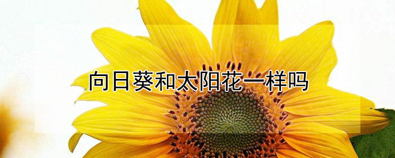 向日葵和太阳花一样吗（向日葵和太阳花有什么不一样）