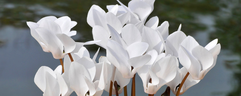 仙客来种子多久发芽（仙客来种子发芽率）