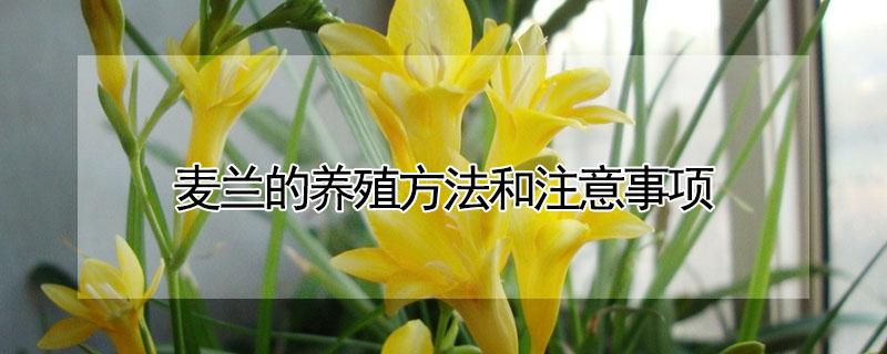 麦兰的养殖方法和注意事项 麦兰适合室内养吗