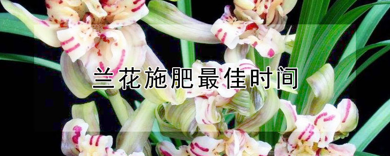 兰花施肥最佳时间（兰花什么时候施肥施什么肥）