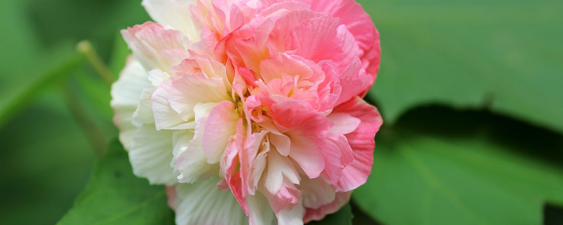 芙蓉花烂叶子怎么办（芙蓉花花茎烂是怎么回事）