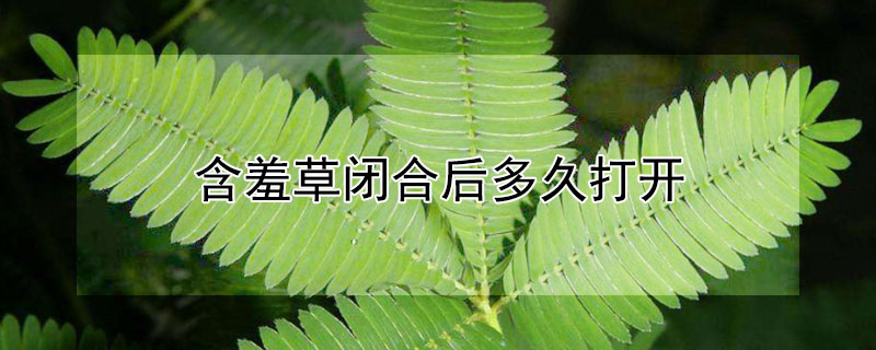 含羞草闭合后多久打开 含羞草闭起来多久会打开