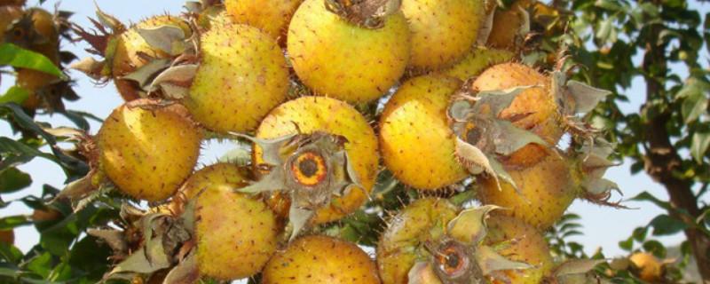 金樱子采摘后怎么处理 金樱子什么时候可以摘