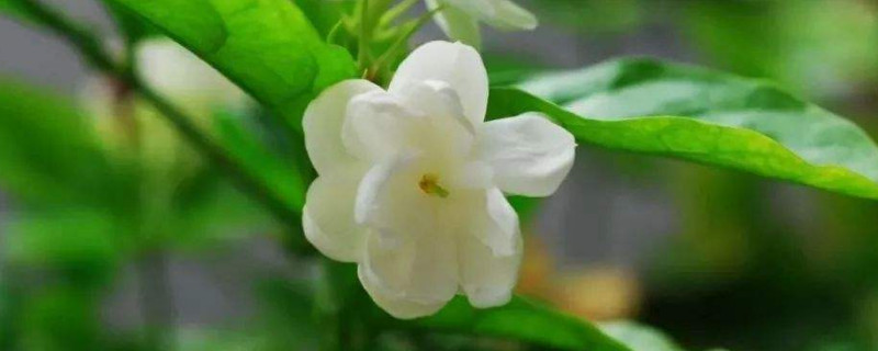 北方地区如何养茉莉花（茉莉花北方养殖方法）