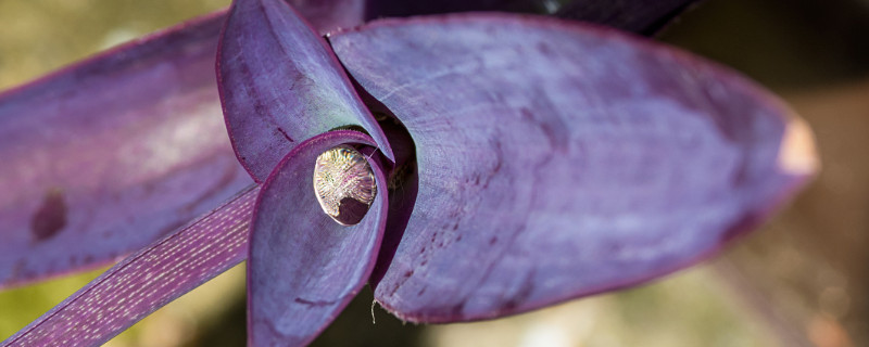 紫鸭跖草是紫罗兰吗（紫罗兰鸭跖草吊兰）