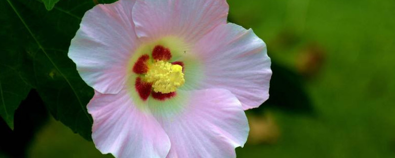 芙蓉花怎么换盆（芙蓉花怎样换盆）