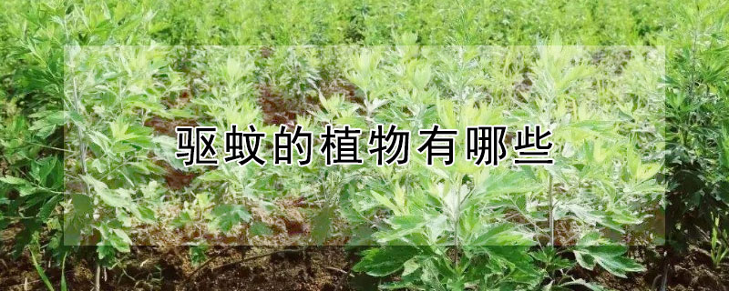 驱蚊的植物有哪些 驱蚊的植物有哪些?