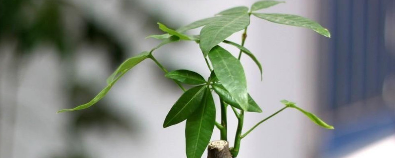 发财树需要阳光吗（发财树要阳光照射吗）