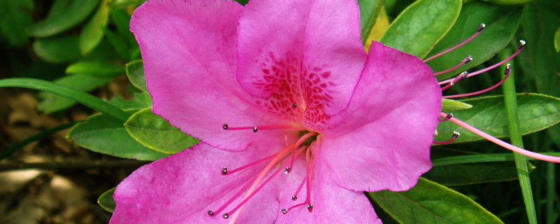 杜鹃花叶子发红是怎么回事 杜鹃花叶子红了怎么办