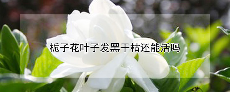 栀子花叶子发黑干枯还能活吗 栀子花叶子发黑干枯怎么回事