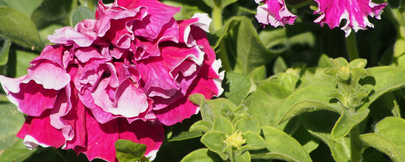 紫罗兰如何醒花（紫罗兰切花怎么醒花）