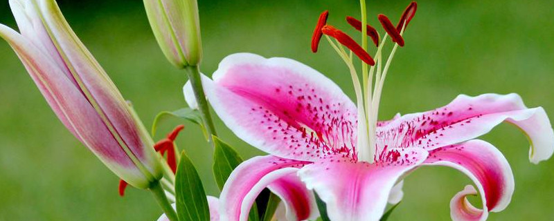 百合地栽冬天会冻死吗(食用百合地栽冬天会冻死吗)