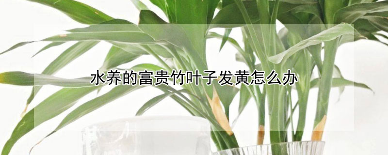 水养的富贵竹叶子发黄怎么办 水养富贵竹发黄怎么办